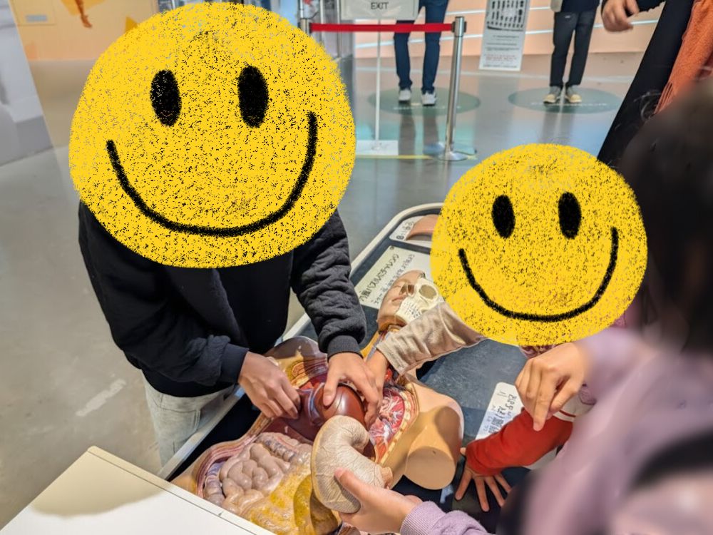 名古屋市科学館の中で遊ぶ子ども、人体模型の内臓を元に戻す