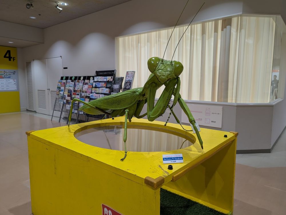 ひとはく4階のおおきなカマキリの標本
