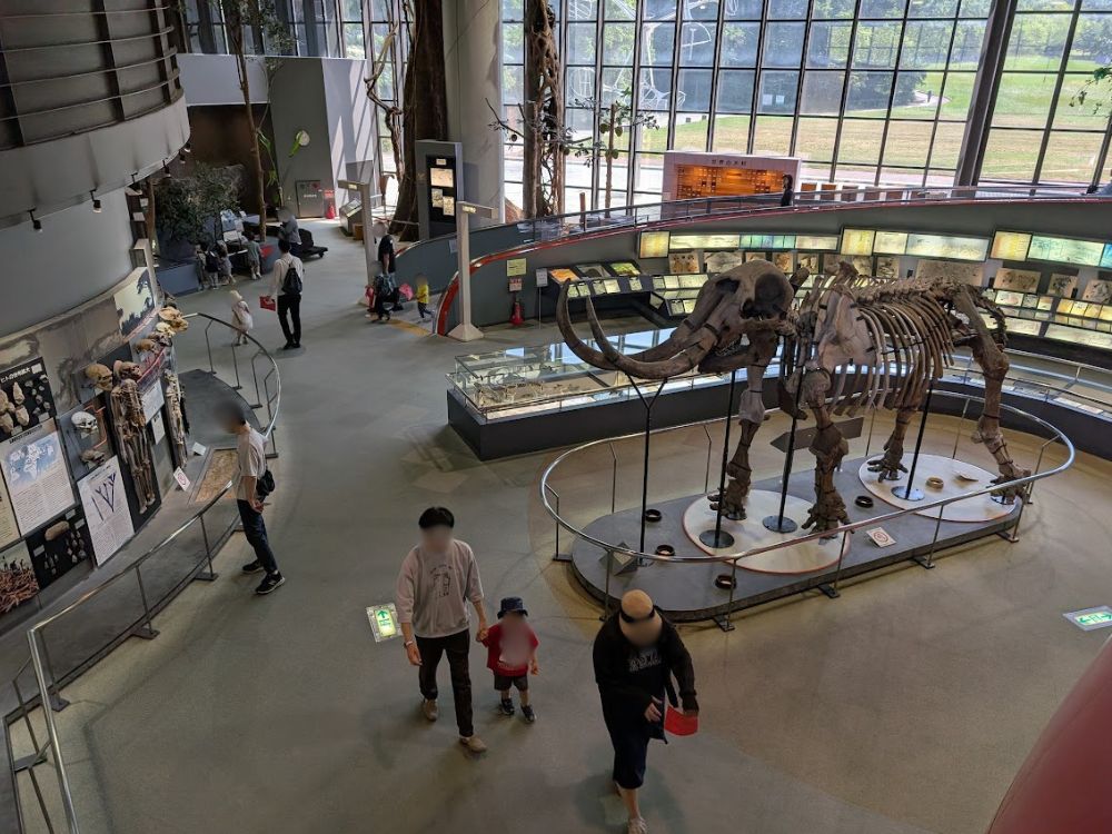 ひとはく1階のマンモスの骨の標本展示